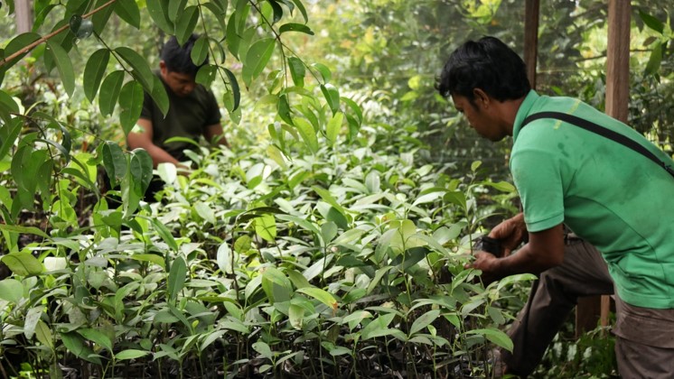 Restoring land with foundation reforestation